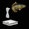 Carp-trophy-statue-22.png fish carp / Cyprinus carpio in motion trophy statue detailed texture for 3d printing