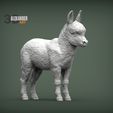 Donkey-baby-1.jpg Modelo de impresión 3D de bebé burro