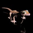 Pachydactylus-Rangei_BodenDark0001.jpg Namib Gecko -Pachydactylus rangaii-with full size texture + Zbrush Originals-STL 3D Print File-High Polygon