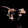 Pachydactylus-Rangei_BodenDark0001.jpg Namib Gecko -Pachydactylus rangaii-mit Full-Size-Textur + Zbrush Originale-STL-3D-Druck-Datei-High-Polygon