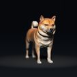 Shiba-Inu_01.jpg Shiba Inu - 柴犬 - Dog Breed - 3d print model