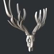 P314-1.jpg skull deer