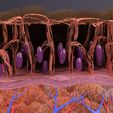 untitvled.jpg epithelial cells types collection 3D