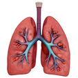 Human-Respiratory-System-Lungs.png Sistema respiratorio humano Pulmones