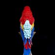 Macaw-Feather-Puzzle-4.jpg Macaw Feather Puzzle
