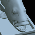 Dentex-mouth-statue-73.png fish Common dentex / dentex dentex open mouth statue detailed texture for 3d printing
