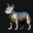 14.jpg French Bulldog model 3D print model