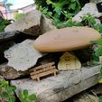 20190616_113818.jpg mushroom "miniature house" and/or "bookend" mushroom