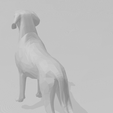 5.png Braco Dog breed 3d model