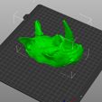 3DPrint3.jpg Rhinocerus rhinoceros dozer bust