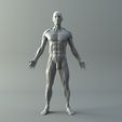 Ecorche_render.jpg Ecorche for printing 3D print model