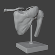 15.png 3D Model of Human Shoulder Joint on Stand
