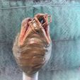 IMG_1348.jpg Alien Facehugger Emerging from an Egg