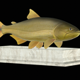 Golden-dorado-statue-8.png fish golden dorado / Salminus brasiliensis statue detailed texture for 3d printing