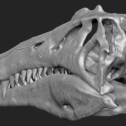 spinosaurus-dinosaur-skull-3d-printing-223633.png OBJ file Spinosaurus Dinosaur Skull・3D print model to download, arric