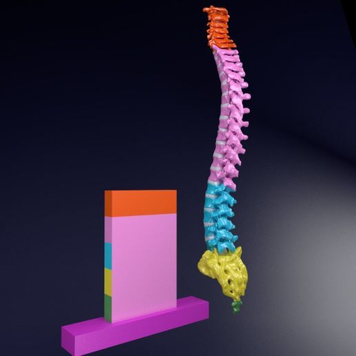 🎨 Vertebrae vertebral column color labelled 3D model・ 3D File for 3D ...