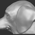 11.jpg Puppy of Dachshund dog head for 3D printing