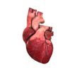 heart.jpg Internal organ set