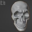stats.jpg Skull 3D model
