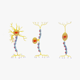 Neuron.png Types of Neurons