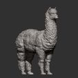 alpaca10.jpg alpaga