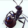 00.jpg ANT - DOWNLOAD ANT 3d Model - animated for Blender-Fbx-Unity-Maya-Unreal-C4d-3ds Max - 3D Printing ANT ANT - INSECT - POKÉMON - BUG - DINOSAUR - DRAGON - BEE