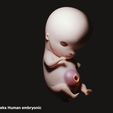 6week.jpg 3D file 6 Weeks Human embryonic (baby stages)・3D print model to download