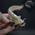 Packshot.jpg Wels Catfish Silurus glanis