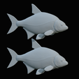 Bream-fish-30.png fish Common bream / Abramis brama solo model detailed texture for 3d printing