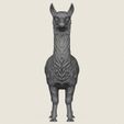 Alpaca-Standing-03.jpg Alpaca Standing