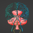 15.png 3D Model of Brain and Aneurysm