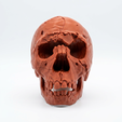 4.png Homo Neanderthalensis Skull 3D Printable Model