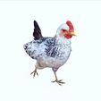 eJJ.jpg CHICKEN CHICKEN - DOWNLOAD CHICKEN 3d Model - animated for Blender-Fbx-Unity-Maya-Unreal-C4d-3ds Max - 3D Printing HEN hen, chicken, fowl, coward, sissy, funk- BIRD - POKÉMON - GARDEN