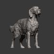 English-Setter9.jpg English Setter 3D print model