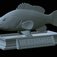 Dusky-grouper-25.png fish dusky grouper / Epinephelus marginatus statue detailed texture for 3d printing