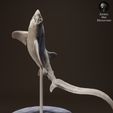 thresher_jump_3.jpg Big Eye Thresher Shark Jumping