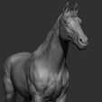 24.jpg Horse Breeds Collection