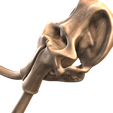 9.png Mammoth skull