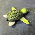 20240112_115038a.jpg Baby Sea Turtle