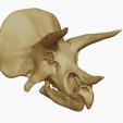 07.jpg Triceratops: Skull and Body