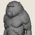 Baboon-Monkey-Standing-02.jpg Baboon Monkey Standing