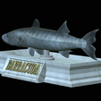 Barracuda-base-15.png fish great barracuda / Sphyraena barracuda statue detailed texture for 3d printing
