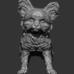 Yorkshire-Terrier6.jpg Fichier 3D Modèle d'impression 3D d'un Yorkshire terrier・Objet imprimable en 3D à télécharger, akuzmenko