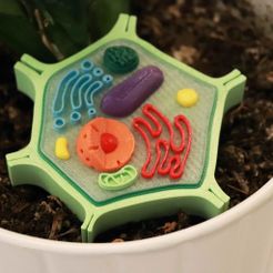 ba838c2a-b33a-4c42-b940-7b2beab68fe0.jpg Free 3D file Plant Cell Model (8 Colors)・3D printer model to download, MosaicManufacturing