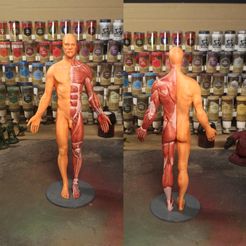 compo.jpg Fichier STL gratuit Anatomy reference・Objet pour impression 3D à télécharger