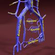 file-3.jpg Venous system thorax abdominal vein labelled 3D model