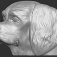 10.jpg Spaniel Cavalier dog head for 3D printing