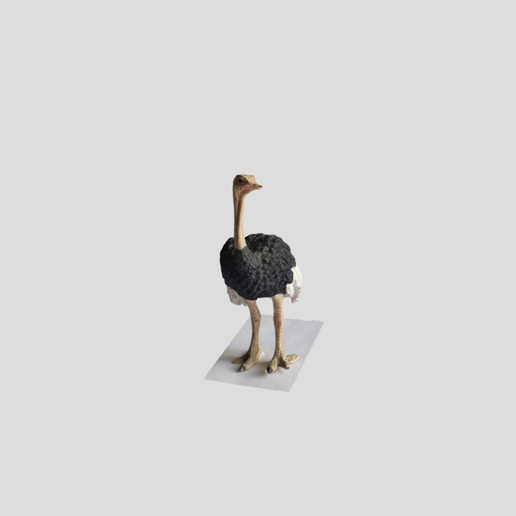 Straus 3D model preview