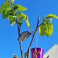 IMG-20240203-WA0006.jpg Wonka Hat Bird Feeder