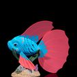 Bella,-the-Betta-Fish-4.jpg Bella, the Betta Fish